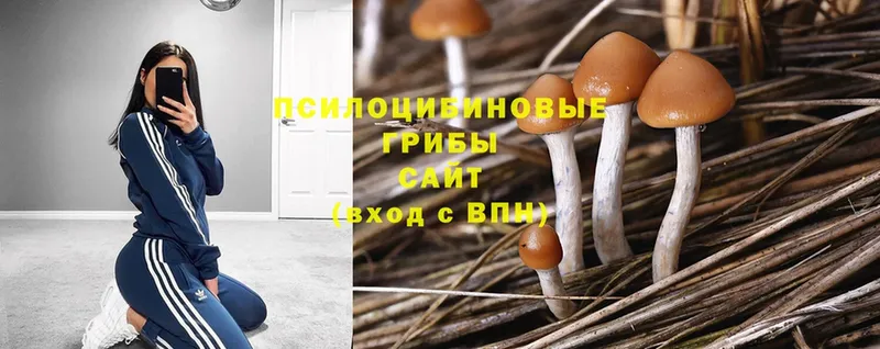 Псилоцибиновые грибы Psilocybine cubensis  что такое   Обь 